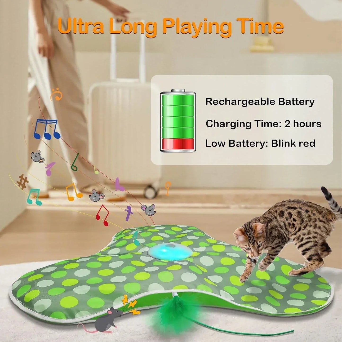 Whisker Whirl Seek & Play