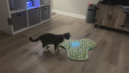 Whisker Whirl Seek & Play